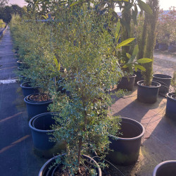 Eucalyptus gunnii ‘France Bleu‘
