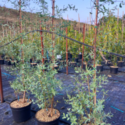 Eucalyptus gunnii ‘France Bleu‘