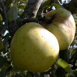 Malus domestica 'Reinette Blanche du Canada'