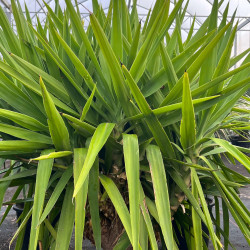 Yucca elephantipes - Yucca géant