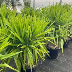 Yucca elephantipes