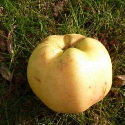 Malus domestica 'Reinette Blanche du Canada'
