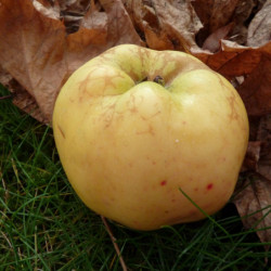 Malus domestica 'Reinette Blanche du Canada'