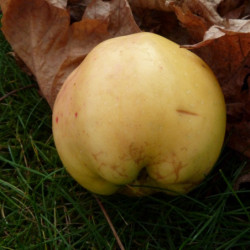 Malus domestica 'Reinette Blanche du Canada'