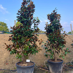 Magnolia grandiflora 'Praecox'