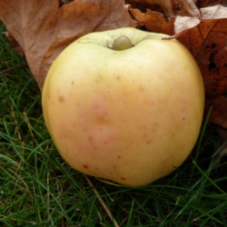 Malus domestica 'Reinette Blanche du Canada'