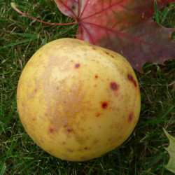 Pommier Reinette Clochard