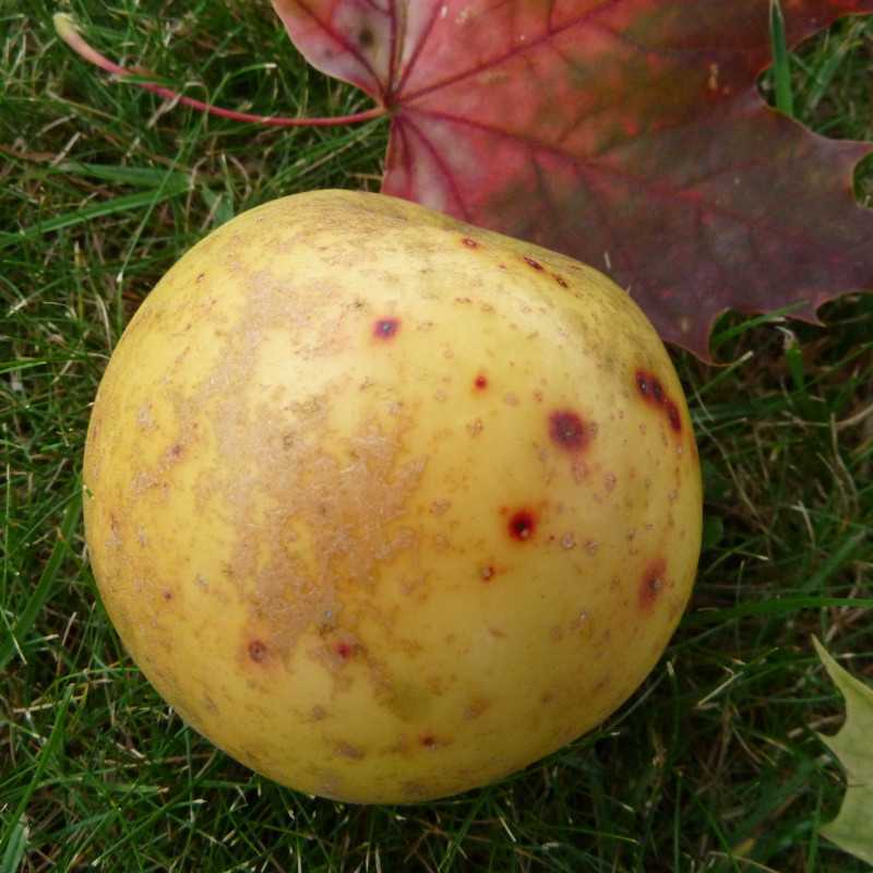 Pommier Reinette Clochard