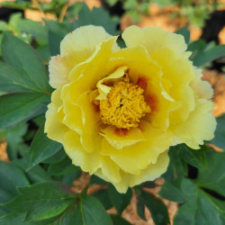 Paeonia itoh Oriental Gold
