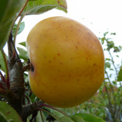 Pommier Reinette Clochard