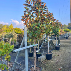 Magnolia grandiflora Nana