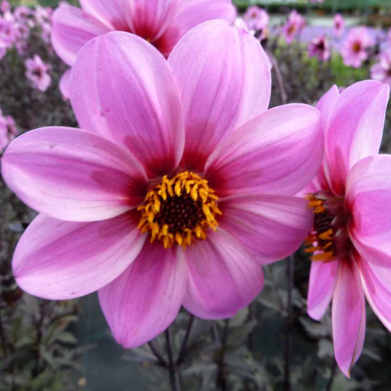 Dahlia 'Mystic Dreamer' ® - 'Zone Ten'