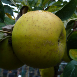 Pommier Reinette Clochard