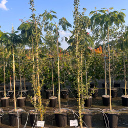 Ginkgo biloba ‘Menhir’