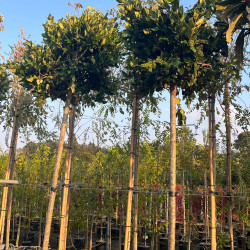 Ligustrum japonicum 'Texanum' - Troène du Texas
