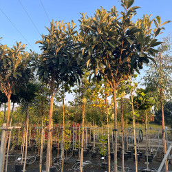 Eriobotrya japonica - Néflier du Japon