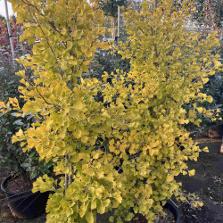 Ginkgo biloba ‘Blagon’