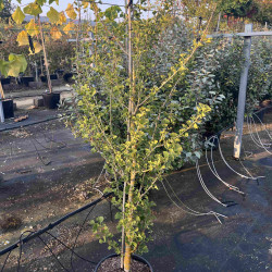 Ginkgo biloba 'Menhir' -  Arbre aux quarante écus