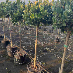 Ligustrum japonicum 'Texanum' - Troène du Texas