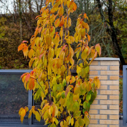 Prunus serrulata ‘Amanogawa’
