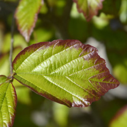 Parrotia persica ‘Persian Spire‘