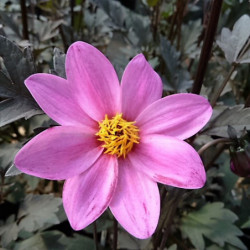 Dahlia 'Mystic Dreamer' ® - 'Zone Ten'