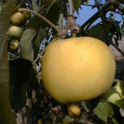 Pommier Transparente de Croncels