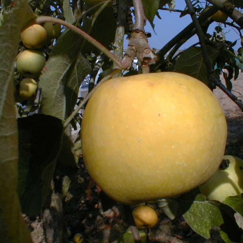 Pommier Transparente de Croncels