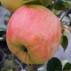 Pommier Transparente de Croncels