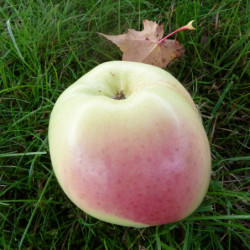 Malus domestica 'Winter Banana'