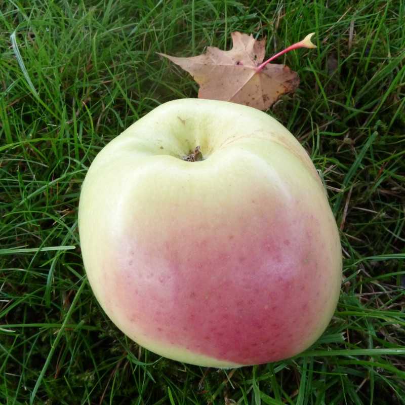 Malus domestica 'Winter Banana'