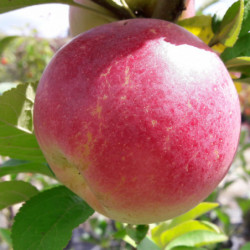 Malus domestica 'Winter Banana'