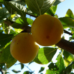 Prunier Mirabelle de Nancy