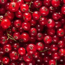 Ribes rubrum ‘Rovada’