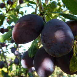 Prunus domestica 'Quetsche d'Alsace'