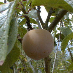 Prunus domestica 'Reine Claude Verte' - Prunier