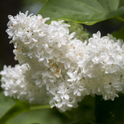 Syringa vulgaris 'Mme Florent Stepman' - Lilas
