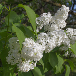 Syringa vulgaris 'Mme Florent Stepman' - Lilas