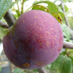 Prunier Reine Claude Violette