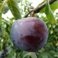Prunus domestica ‘Reine Claude d'Althan’