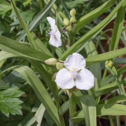 Tradescantia andersoniana  ‘Innocence‘