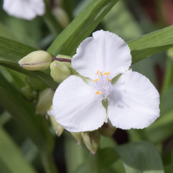 Tradescantia andersoniana  ‘Innocence‘