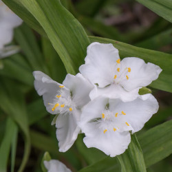 Tradescantia andersoniana  ‘Innocence‘