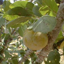 Prunus domestica 'Reine Claude de Bavay' - Prunier