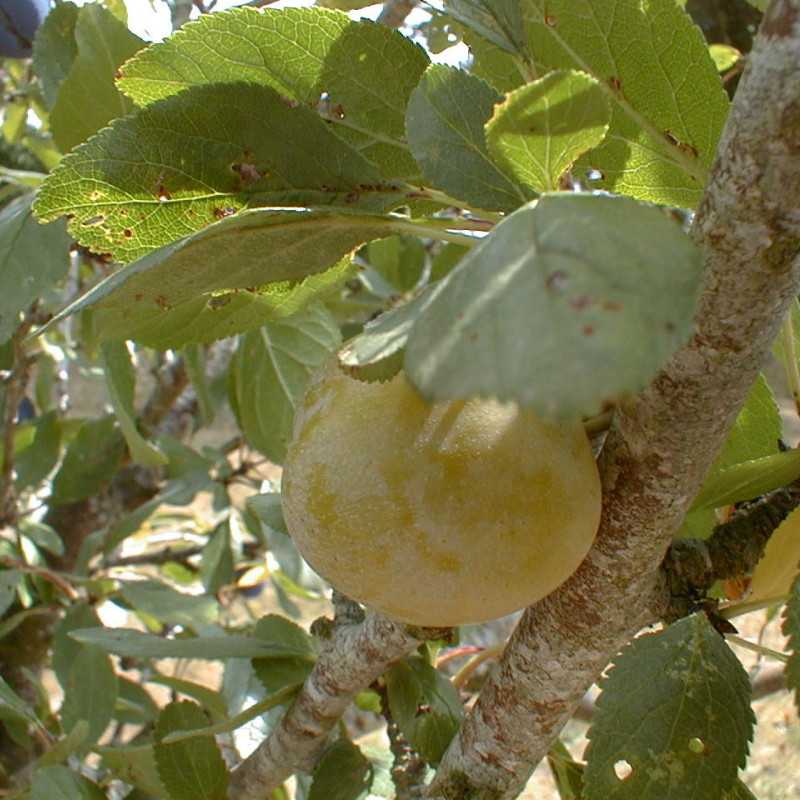 Prunus domestica 'Reine Claude de Bavay' - Prunier