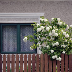 Viburnum opulus ‘Roseum’