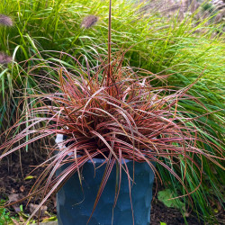Uncinia rubra 'Everflame' ®