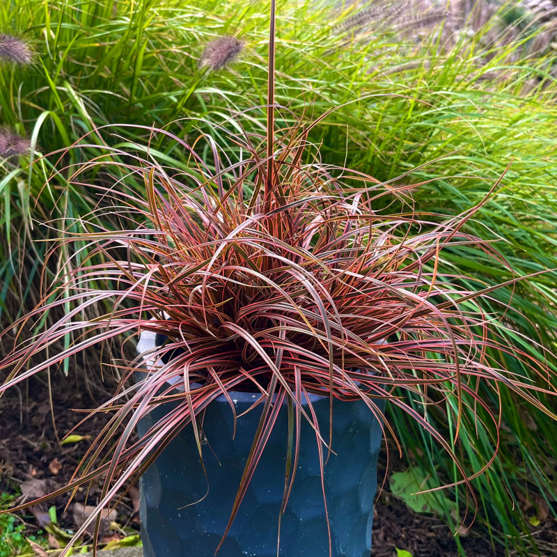 Uncinia rubra 'Everflame' ®