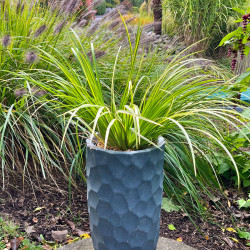 Acorus gramineus ‘Oborozuki‘