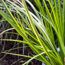 Acorus gramineus ‘Oborozuki‘